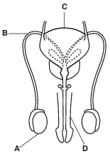 reproduction and development, human male reproductive system fig: lenv62015-examw_g16.png